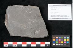 Foto (Objekt + Etikett) von Plantae indet.  (NHMW-GEO-2024-0188-11491)